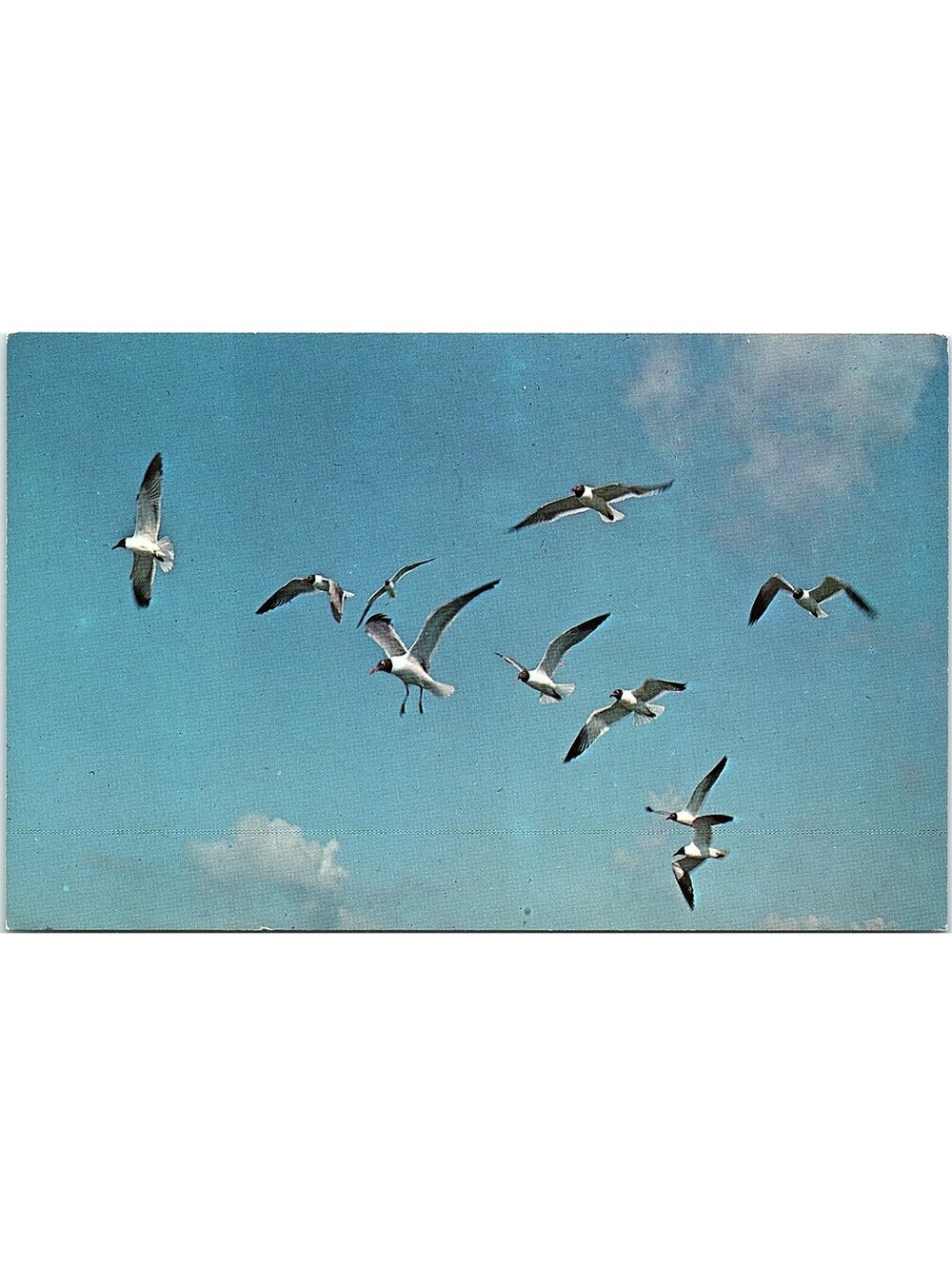 Vintage Postcard Sea Gulls in Flight Maine Harris Owen Art Color